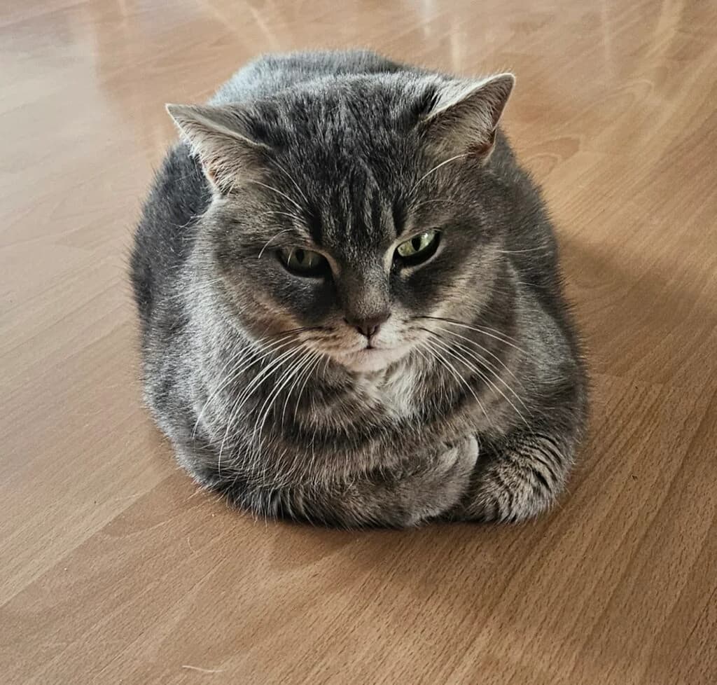 Lilly, Grau getigert female British Shorthair for adoption at Tierschutzverein Diez, Diez — photo 6 of 7