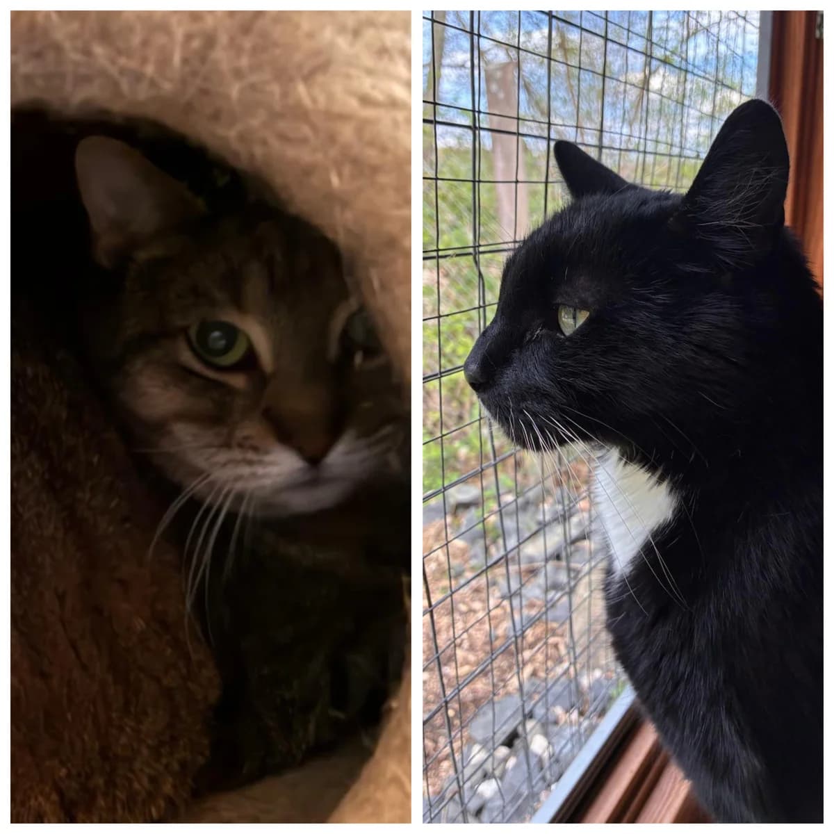 Merlin & Madam Mim, Schwarz-weiss & Getigert  European Shorthair for adoption at Tierschutzverein Diez, Diez