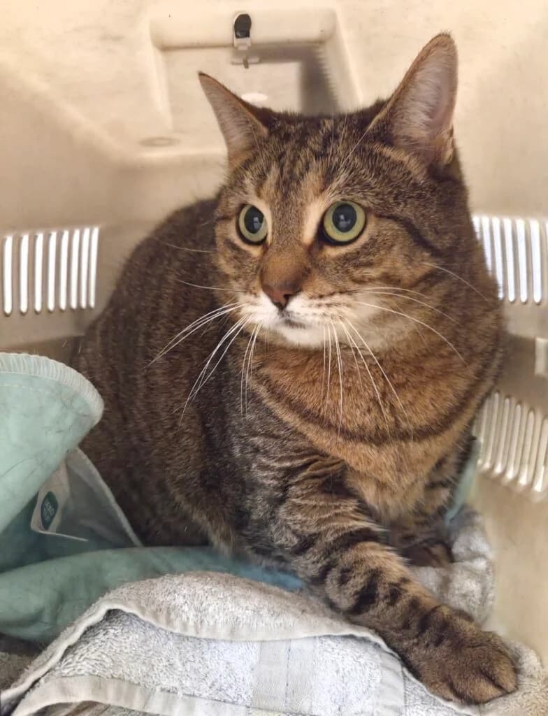 Merlin & Madam Mim, Schwarz-weiss & Getigert  European Shorthair for adoption at Tierschutzverein Diez, Diez — photo 2 of 7