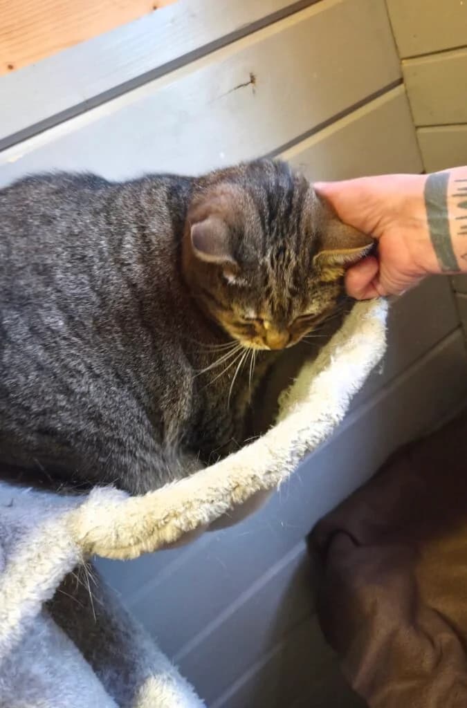 Merlin & Madam Mim, Schwarz-weiss & Getigert  European Shorthair for adoption at Tierschutzverein Diez, Diez — photo 3 of 7