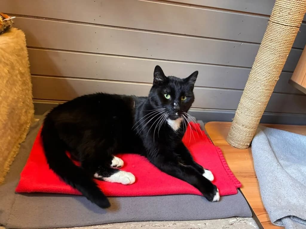 Merlin & Madam Mim, Schwarz-weiss & Getigert  European Shorthair for adoption at Tierschutzverein Diez, Diez — photo 4 of 7