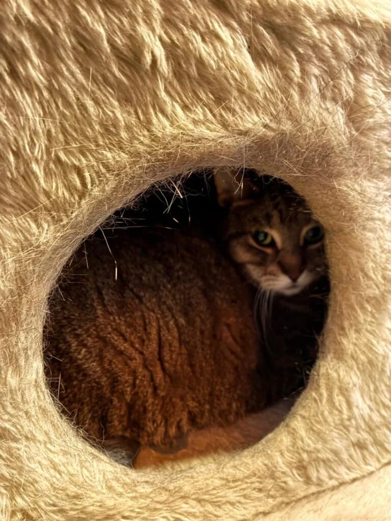 Merlin & Madam Mim, Schwarz-weiss & Getigert  European Shorthair for adoption at Tierschutzverein Diez, Diez — photo 5 of 7