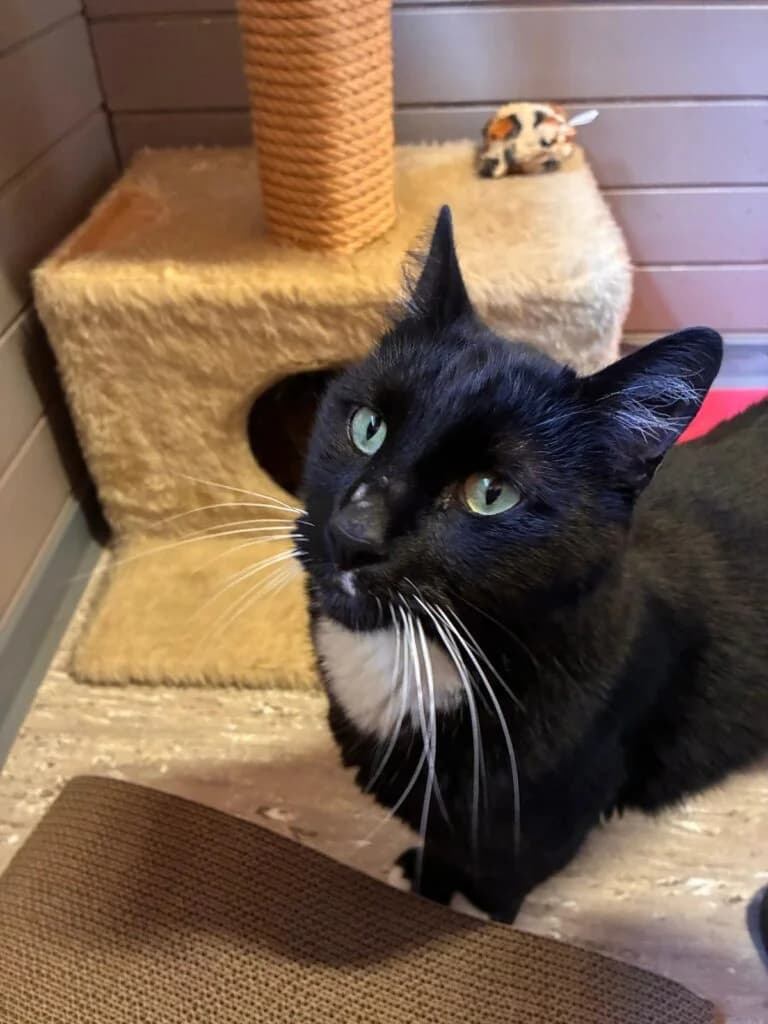 Merlin & Madam Mim, Schwarz-weiss & Getigert  European Shorthair for adoption at Tierschutzverein Diez, Diez — photo 6 of 7