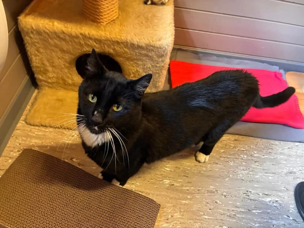 Merlin & Madam Mim, Schwarz-weiss & Getigert  European Shorthair for adoption at Tierschutzverein Diez, Diez — photo 7 of 7