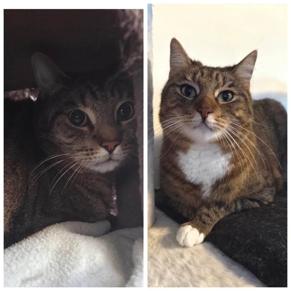 Pepe & Pippa, Getigert  6yo European Shorthair for adoption at Tierschutzverein Diez, Diez