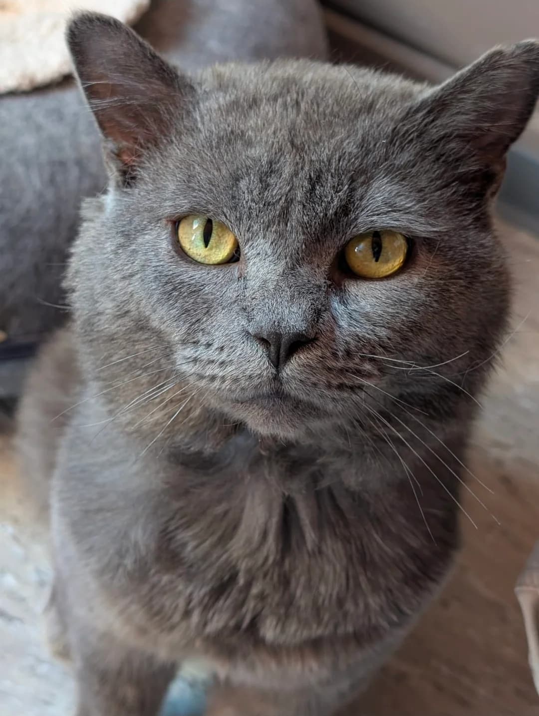 Da Vinci, Grau male young British Shorthair for adoption at Tierschutzverein Diez, Diez