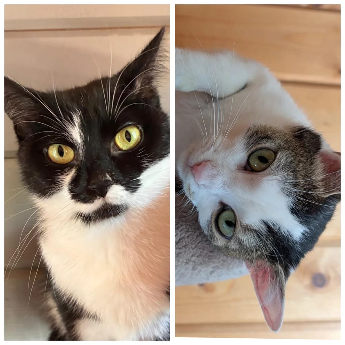 Luna & Lucy, Schwarz-weiss & weiss-getigert female young European Shorthair for adoption at Tierschutzverein Diez, Diez