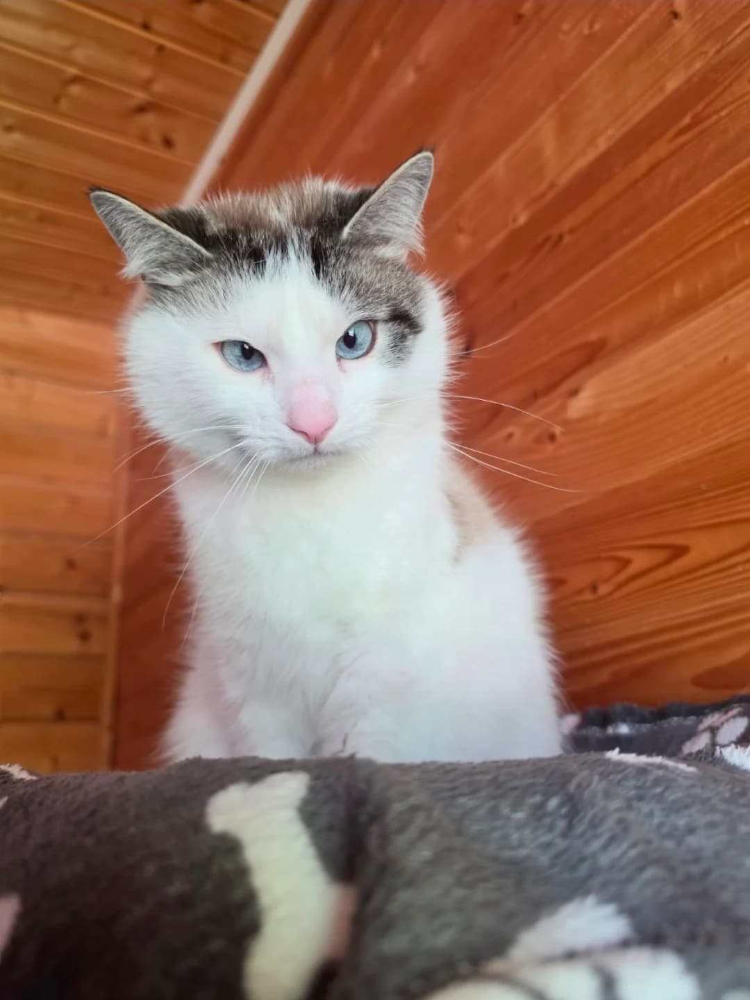 Benji, Weiss-braun-schwarz male young Ragdoll for adoption at Tierschutzverein Diez, Diez