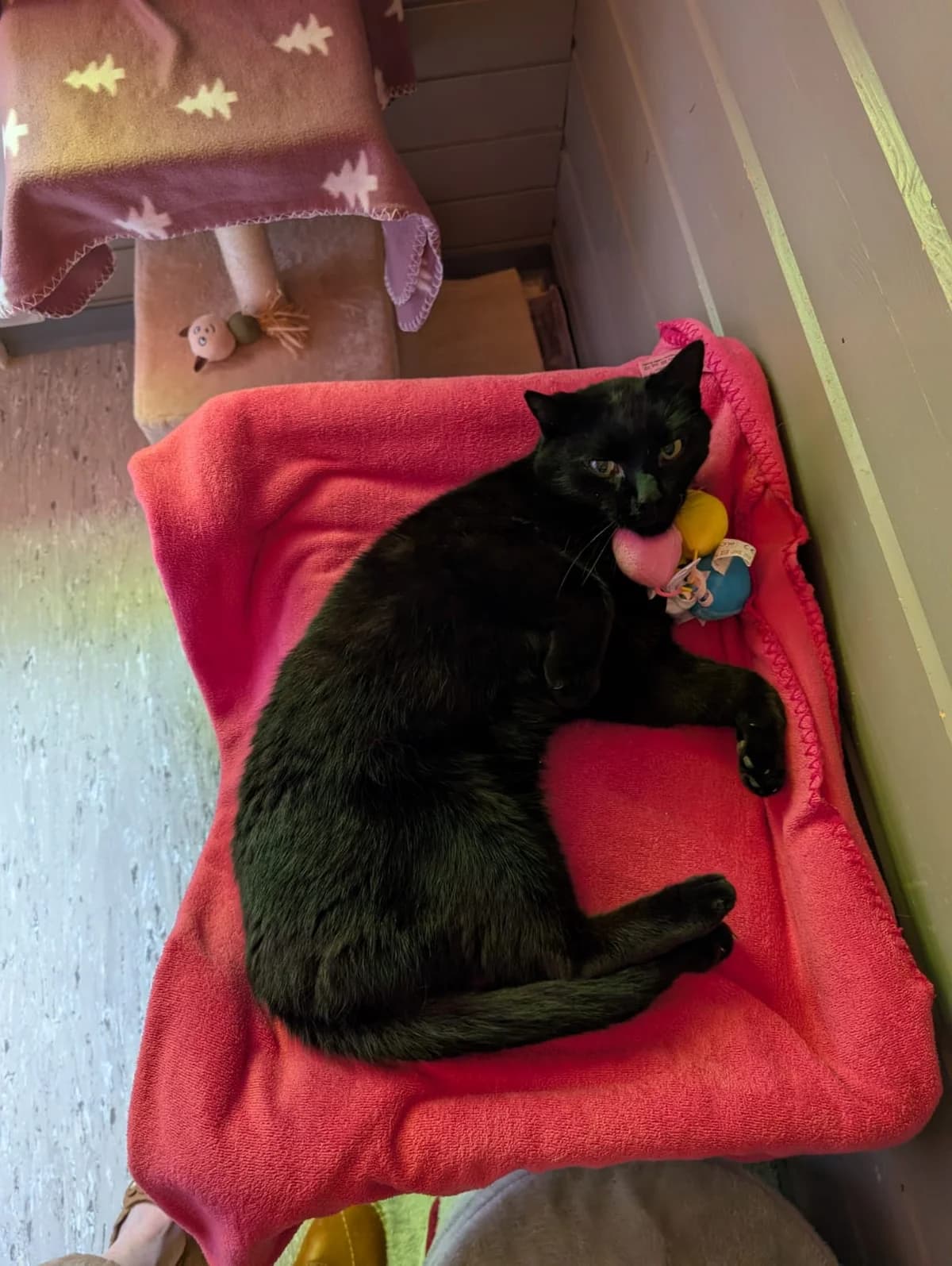 Moritz, Schwarz male 5yo European Shorthair for adoption at Tierschutzverein Diez, Diez