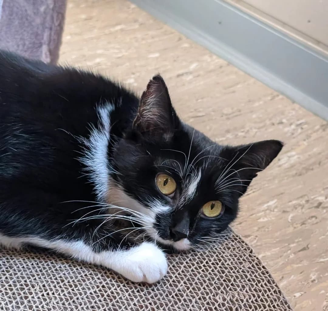 Luna, European Shorthair (Tierschutzverein Diez)