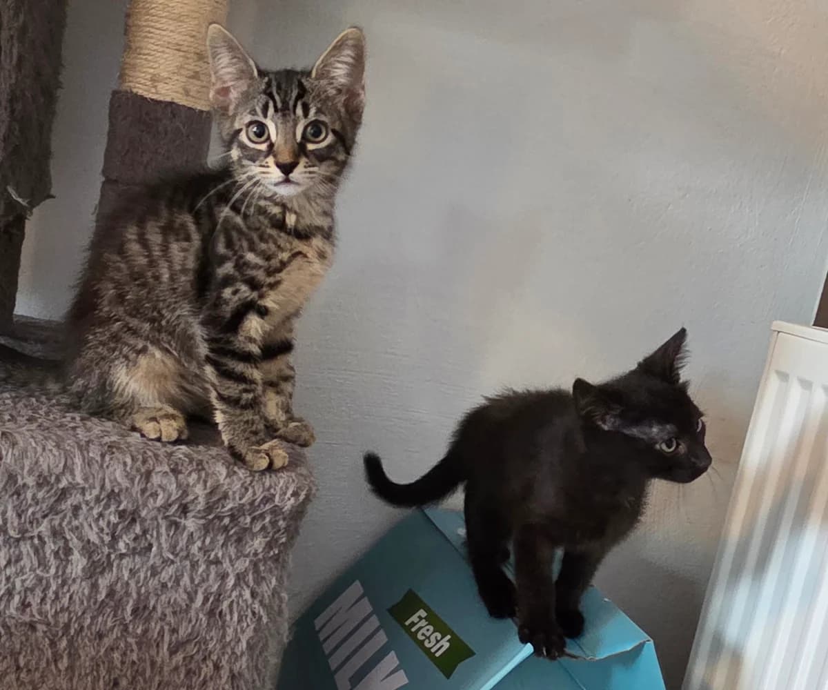 Noori &, Getigert & schwarz  puppy European Shorthair for adoption at Tierschutzverein Diez, Diez