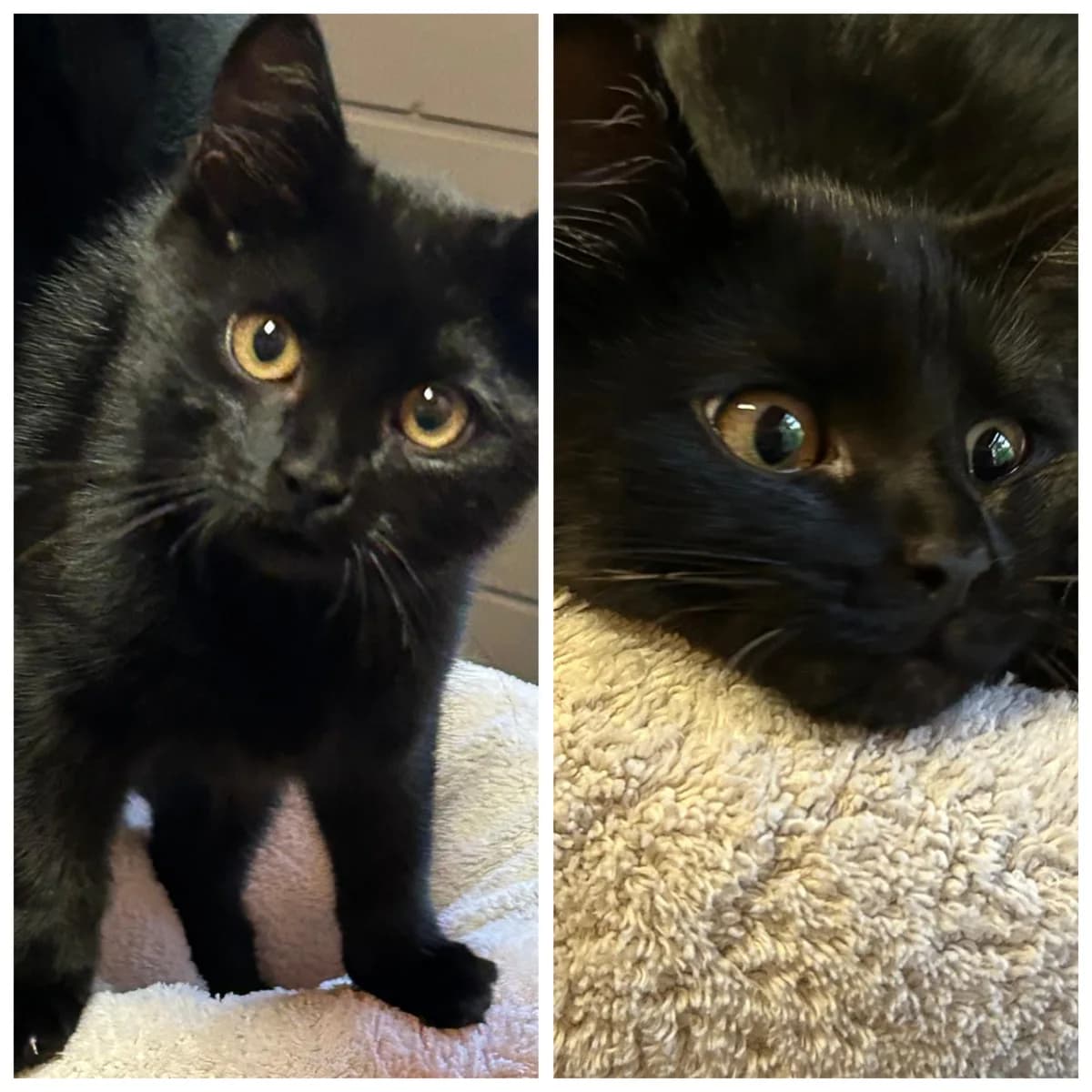 Amalia &, Schwarz female puppy European Shorthair for adoption at Tierschutzverein Diez, Diez