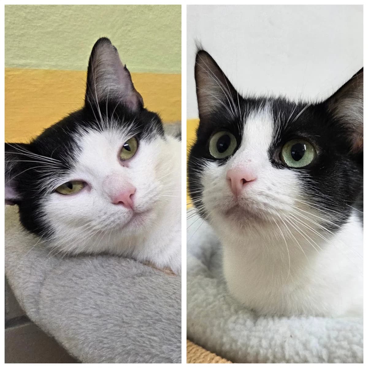Lizzy &, Schwarz-weiss  female young European Shorthair for adoption at Tierschutzverein Diez, Diez