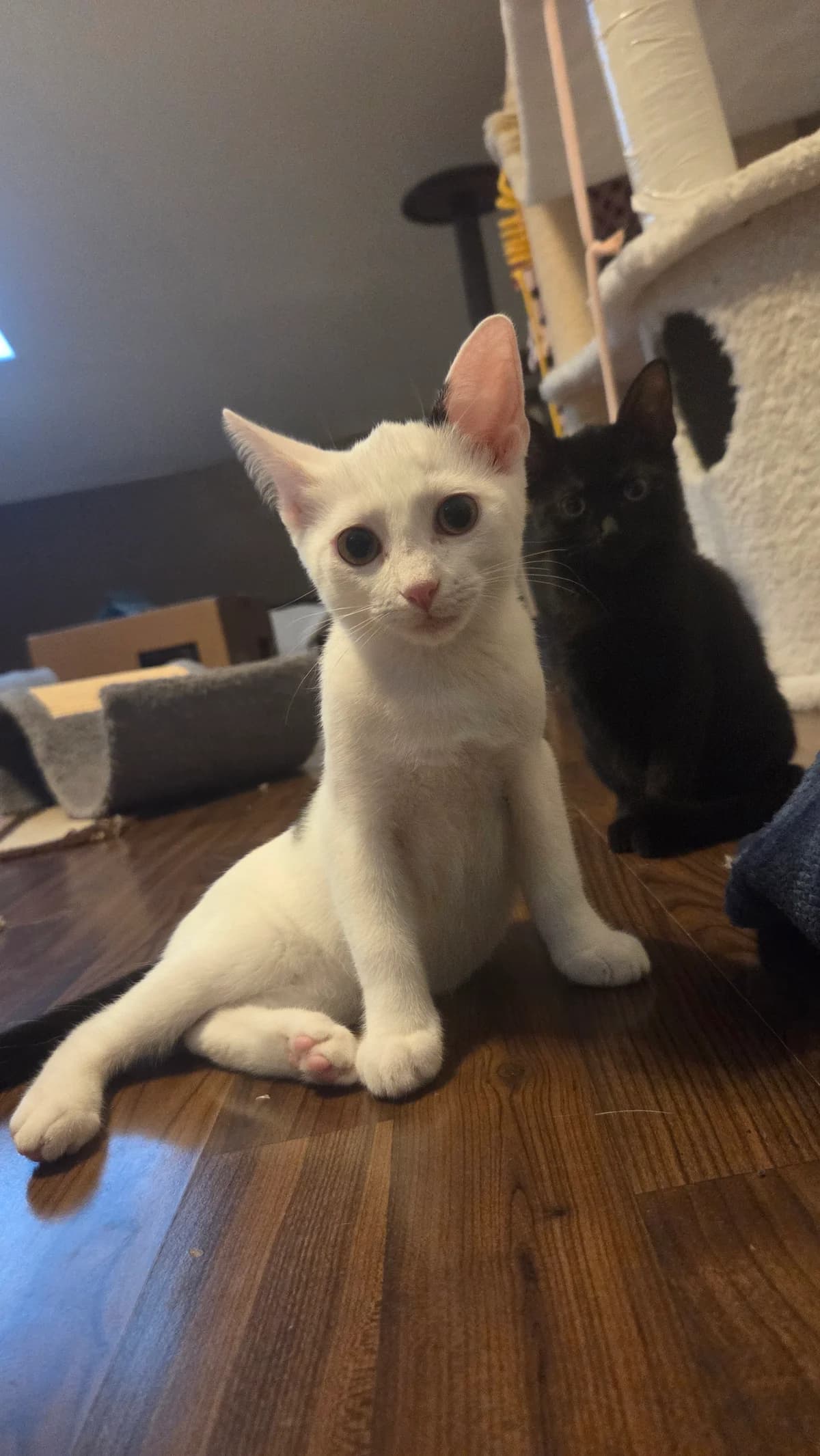 Malia &, Schwarz & Schwarz-weiss  female puppy European Shorthair for adoption at Tierschutzverein Diez, Diez
