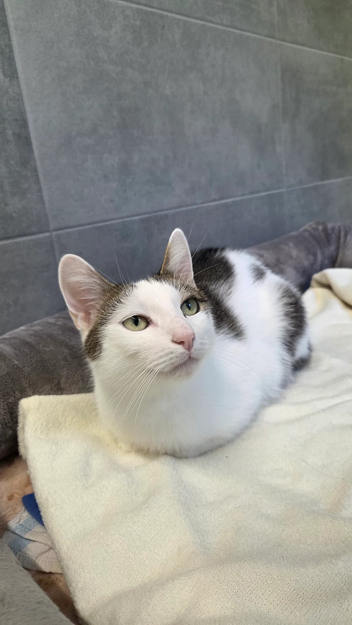 Luis, male 3yo European Shorthair for adoption at Tierschutzverein Diez, Diez