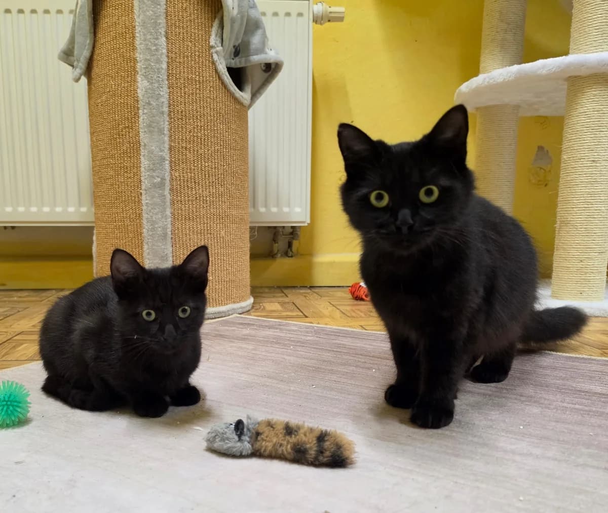 Lilli & Luna, Schwarz female young European Shorthair for adoption at Tierschutzverein Diez, Diez