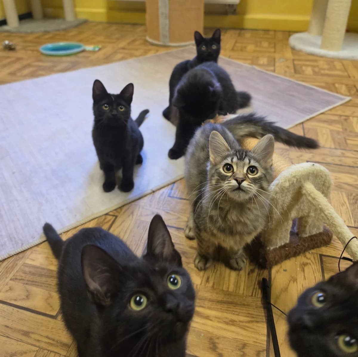Leon, Luca, Lio & Limo, Schwarz & getigert puppy European Shorthair for adoption at Tierschutzverein Diez, Diez
