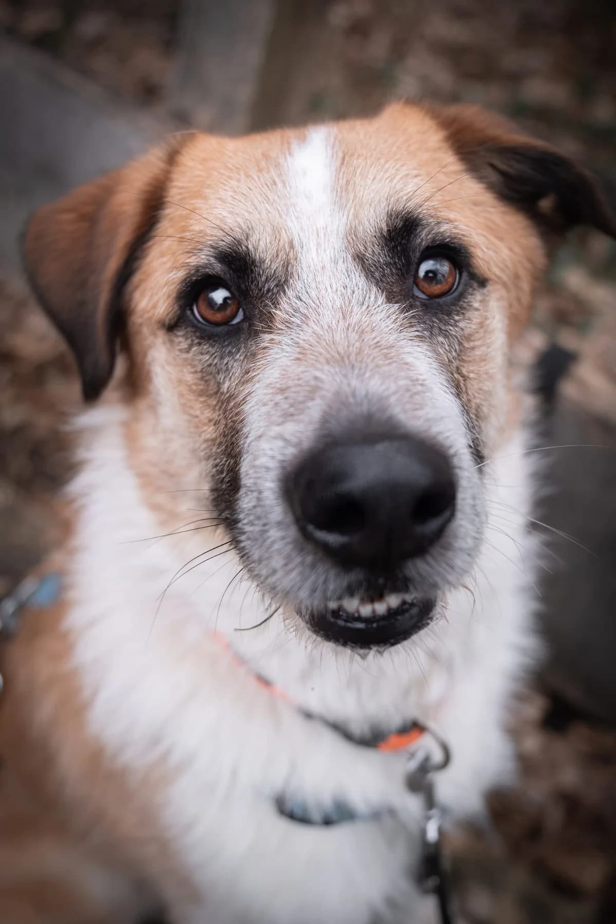 Tom, Weiß, Beige, schwarz   male 4yo Mixed Breed for adoption at Tierschutzverein Diez, Diez