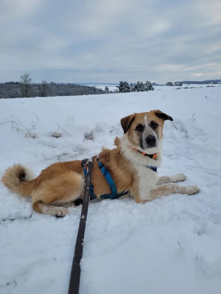 Tom, Weiß, Beige, schwarz   male Mixed Breed for adoption at Tierschutzverein Diez, Diez — photo 2 of 6