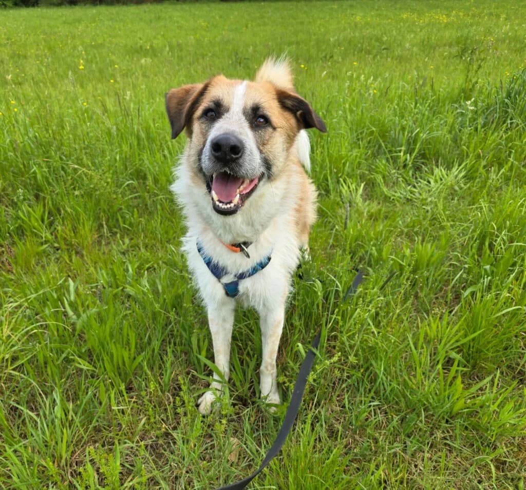 Tom, Weiß, Beige, schwarz   male Mixed Breed for adoption at Tierschutzverein Diez, Diez — photo 3 of 6