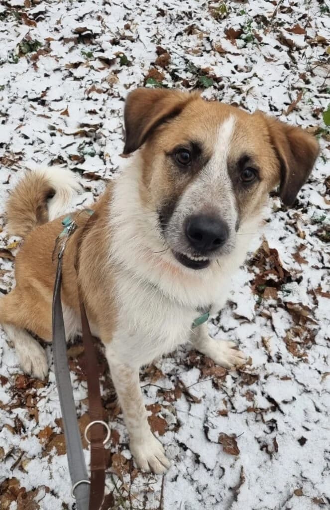 Tom, Weiß, Beige, schwarz   male Mixed Breed for adoption at Tierschutzverein Diez, Diez — photo 4 of 6