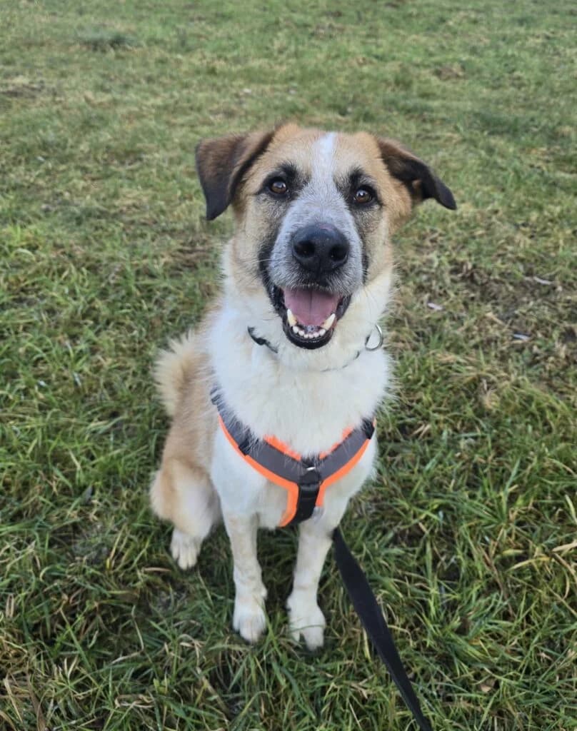 Tom, Weiß, Beige, schwarz   male Mixed Breed for adoption at Tierschutzverein Diez, Diez — photo 5 of 6