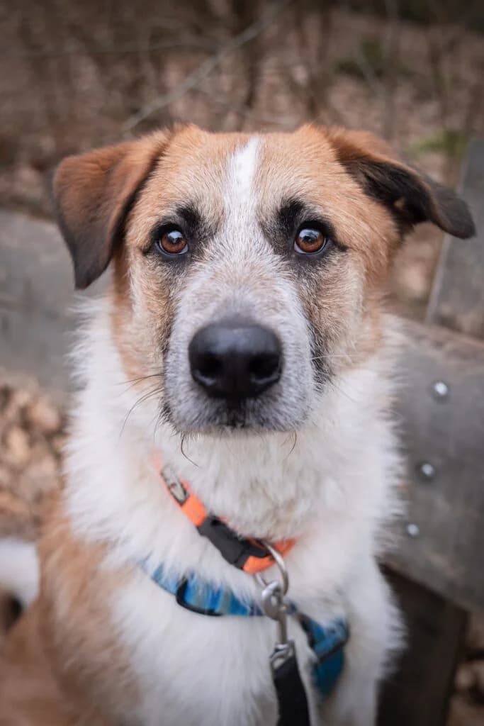 Tom, Weiß, Beige, schwarz   male Mixed Breed for adoption at Tierschutzverein Diez, Diez — photo 6 of 6