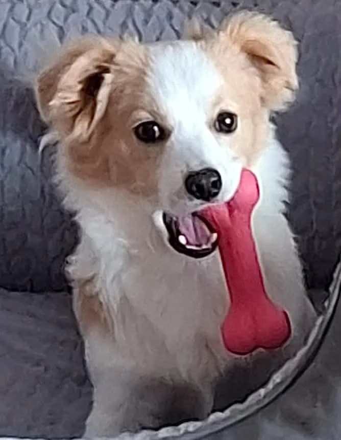 Cooky,  Mixed Breed for adoption at Kreistierheim Freudenstadt