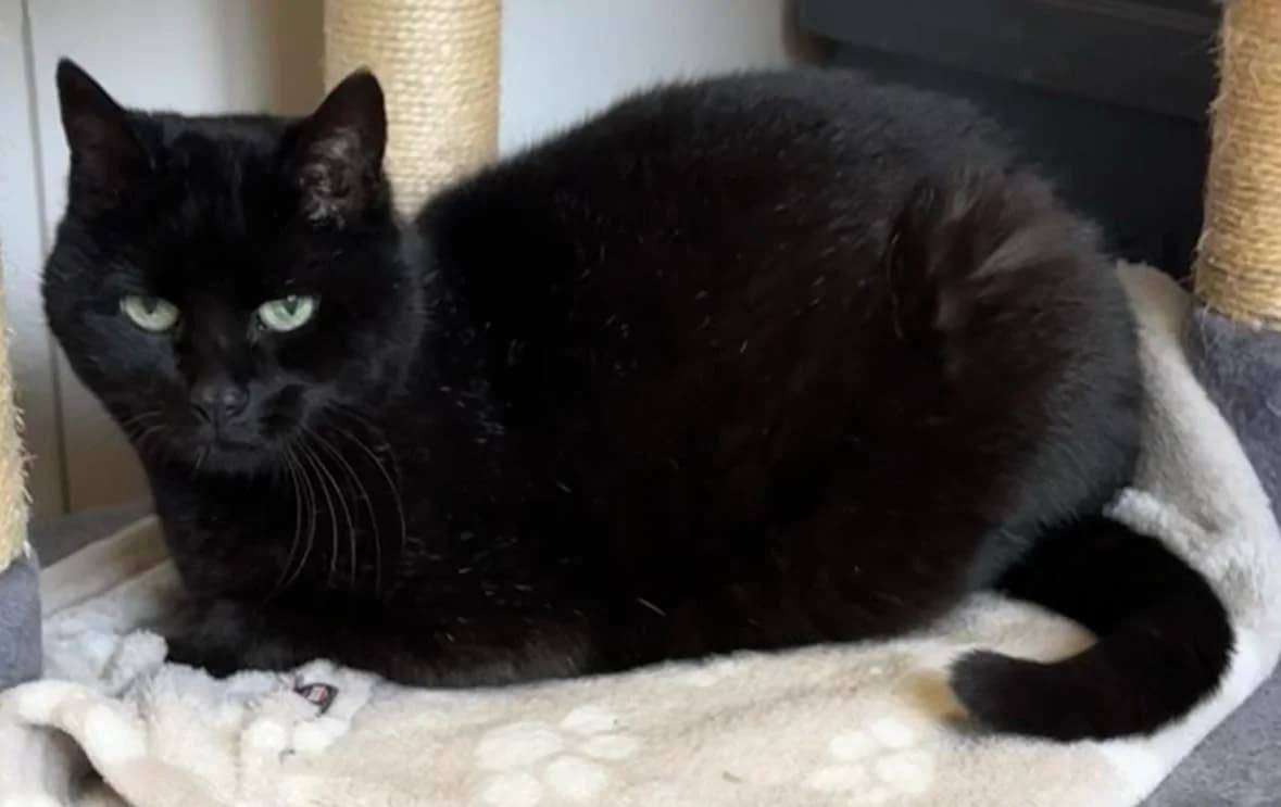 Josy,  senior Mixed Breed for adoption at Kreistierheim Freudenstadt