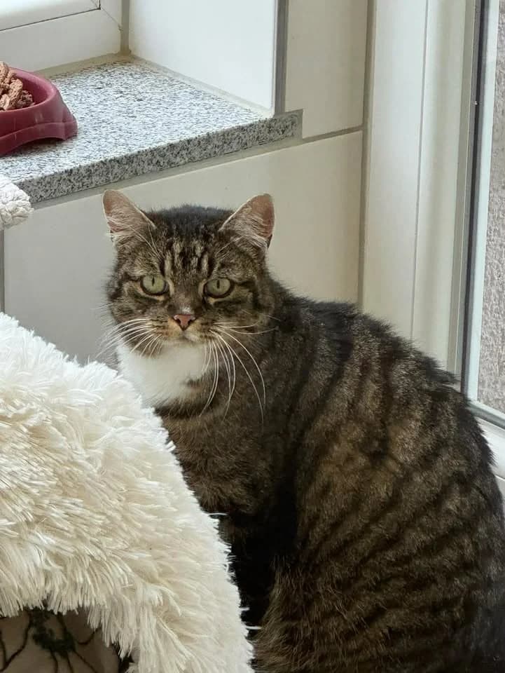 Luci, female senior Mixed Breed for adoption at Kreistierheim Freudenstadt