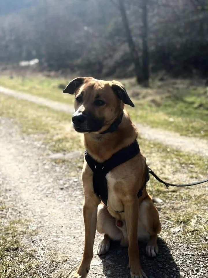 Potti, male Mixed Breed for adoption at Kreistierheim Freudenstadt