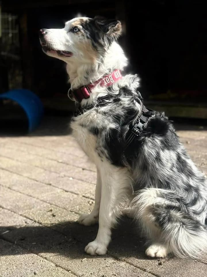 Rocky,  Husky for adoption at Kreistierheim Freudenstadt