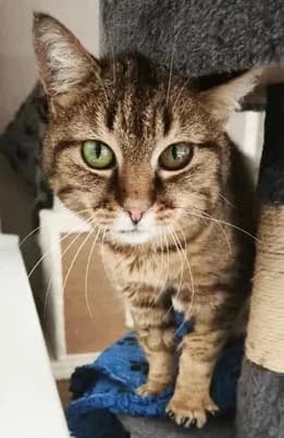 Saba, female senior Mixed Breed for adoption at Kreistierheim Freudenstadt