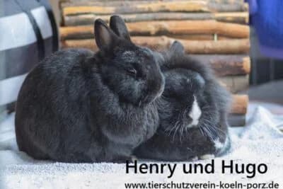 Hugo & Henry, male Mixed Breed for adoption at Tierschutzverein Porz