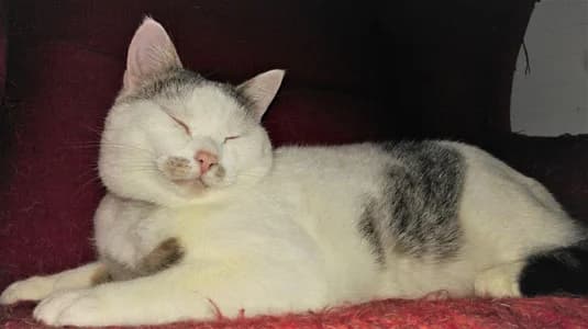 Ketchup, male Mixed Breed for adoption at Tierschutzverein Porz