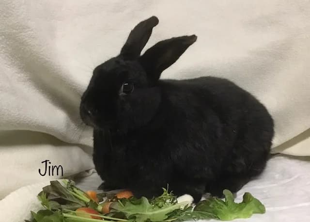 Jim,  Mixed Breed for adoption at Tierschutzverein Porz