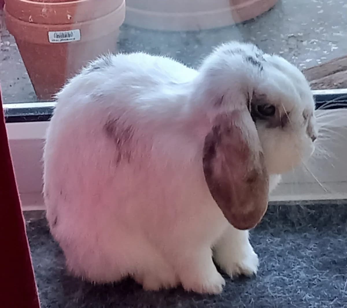 Cheppi,  Mixed Breed for adoption at Tierschutzverein Porz