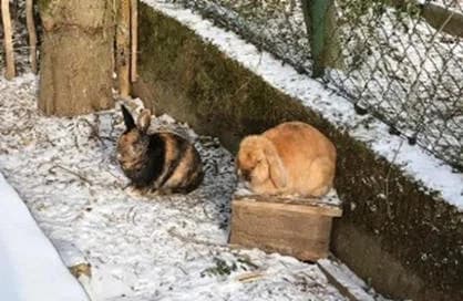 Jack und Lotti,  Mixed Breed for adoption at Tierschutzverein Porz