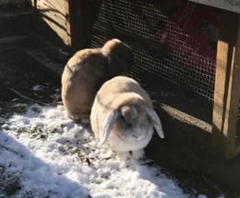 Paul & Fee,  Mixed Breed for adoption at Tierschutzverein Porz