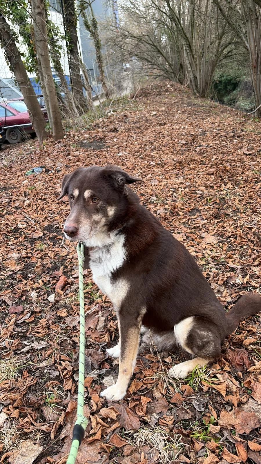 Rocky,  senior Husky for adoption at Tierschutzverein Porz, Köln