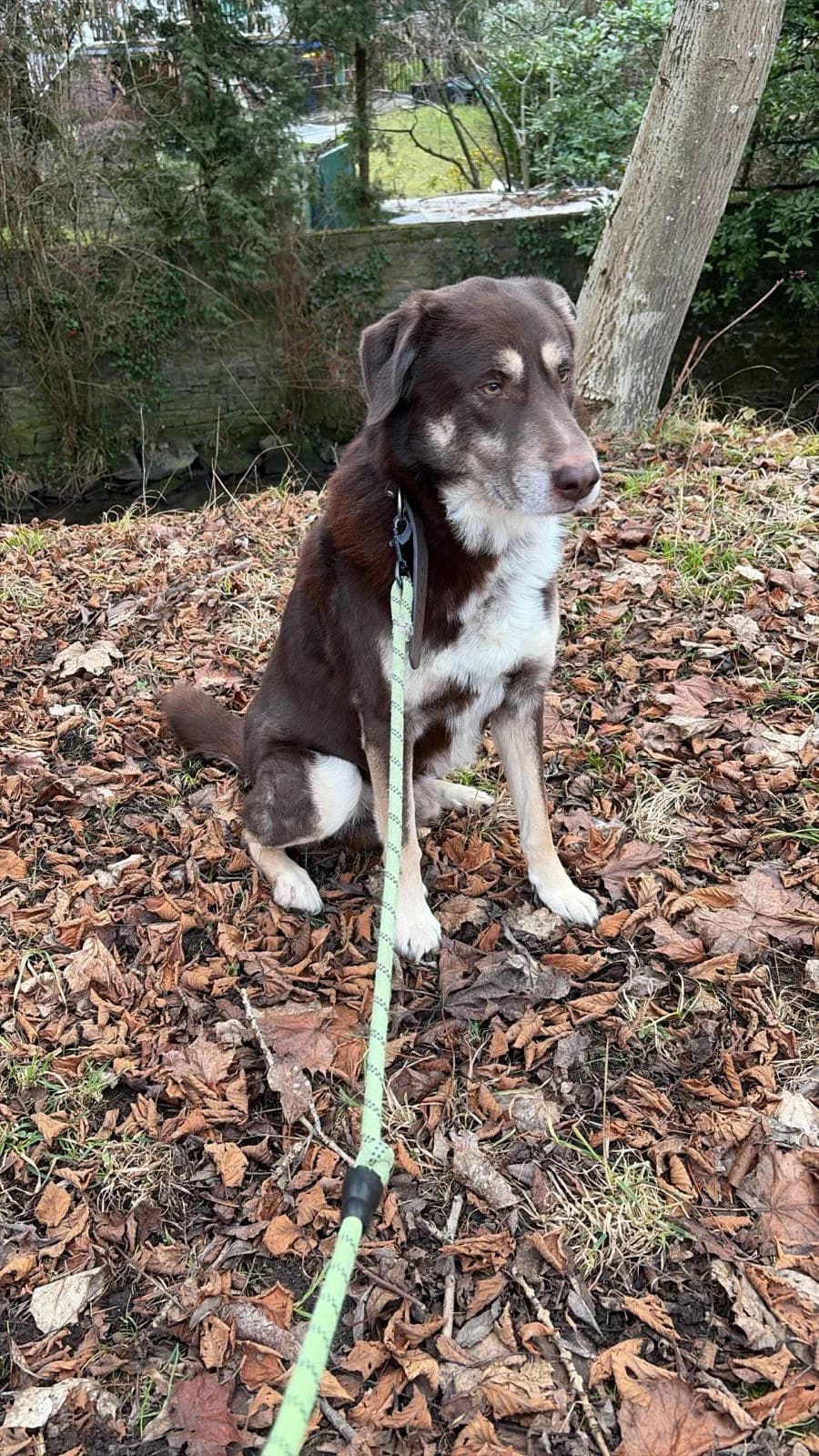 Rocky,  Husky for adoption at Tierschutzverein Porz — photo 2 of 2