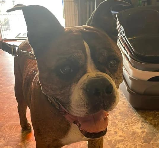 Rocco, male English Bulldog for adoption at Tierschutzverein Porz