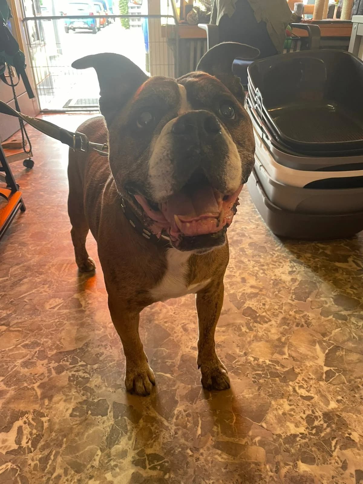 Rocco, male English Bulldog for adoption at Tierschutzverein Porz — photo 2 of 2