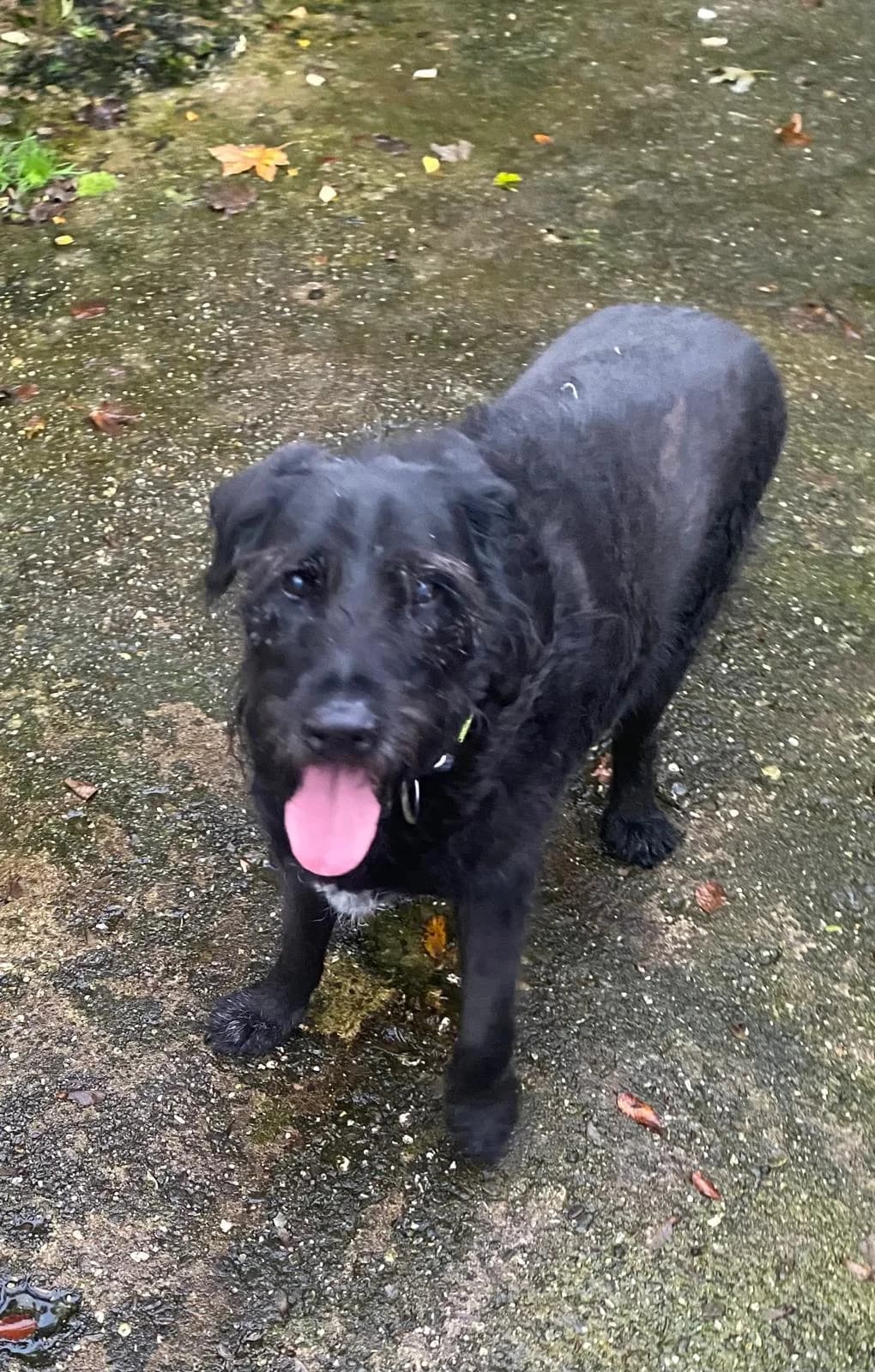 Baxter, male Mixed Breed for adoption at Tierschutzverein Porz — photo 2 of 2
