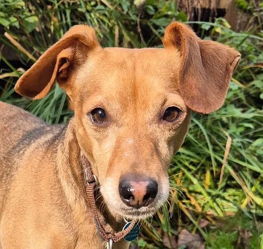 Vacak / Neo, male Mixed Breed for adoption at Tierschutzverein Porz