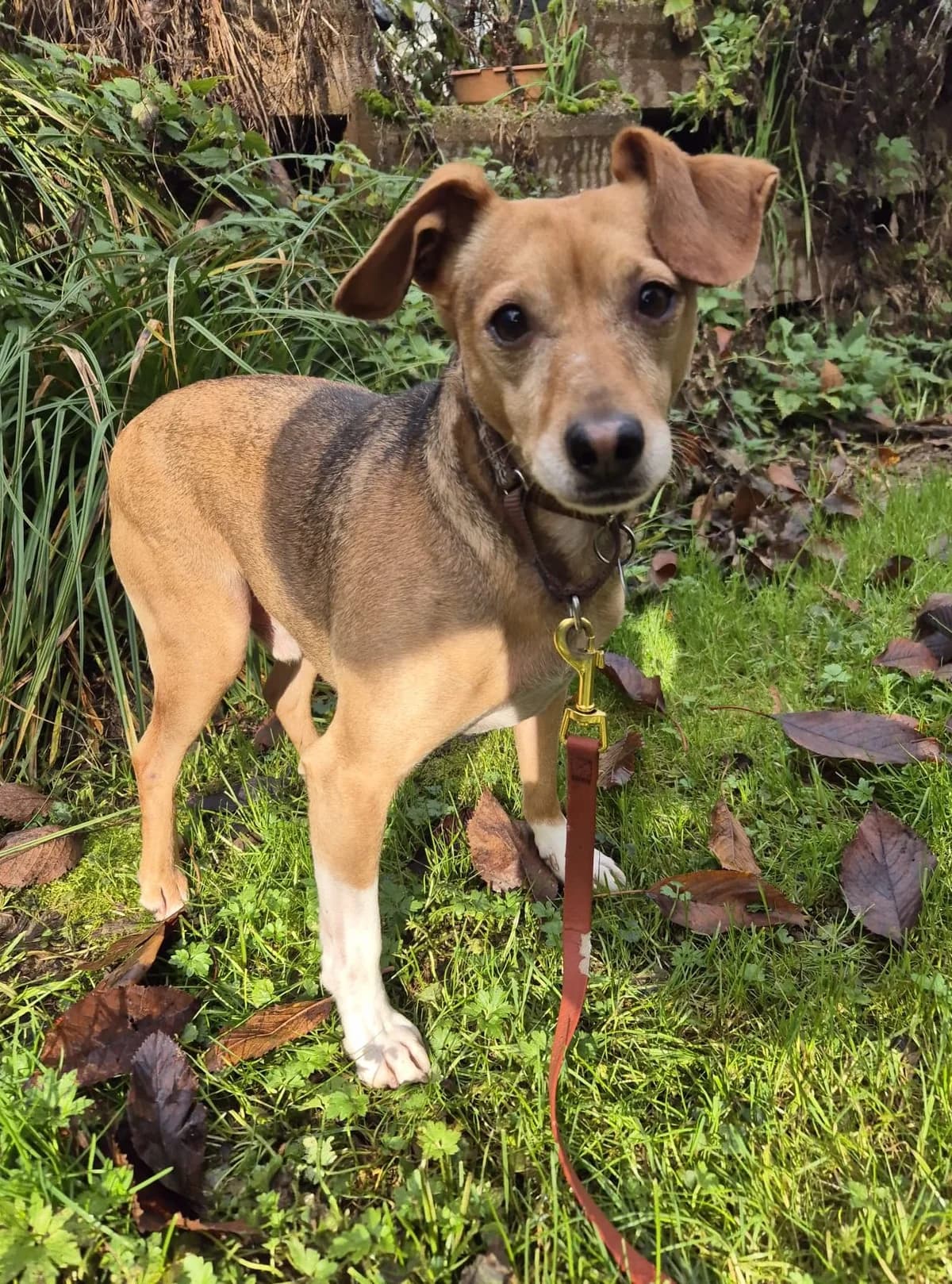 Vacak / Neo, male Mixed Breed for adoption at Tierschutzverein Porz — photo 2 of 5