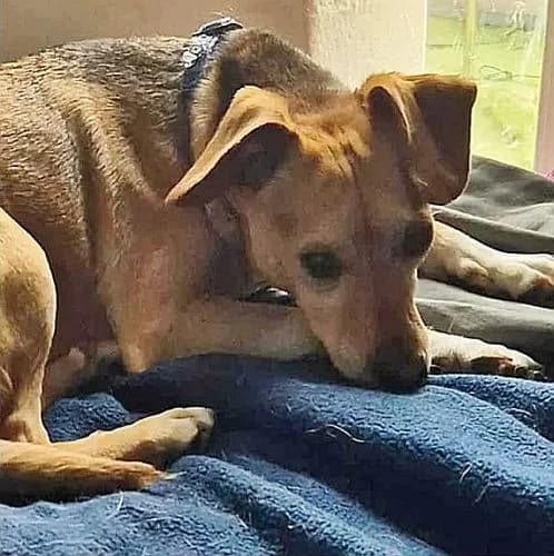 Vacak / Neo, male Mixed Breed for adoption at Tierschutzverein Porz — photo 3 of 5