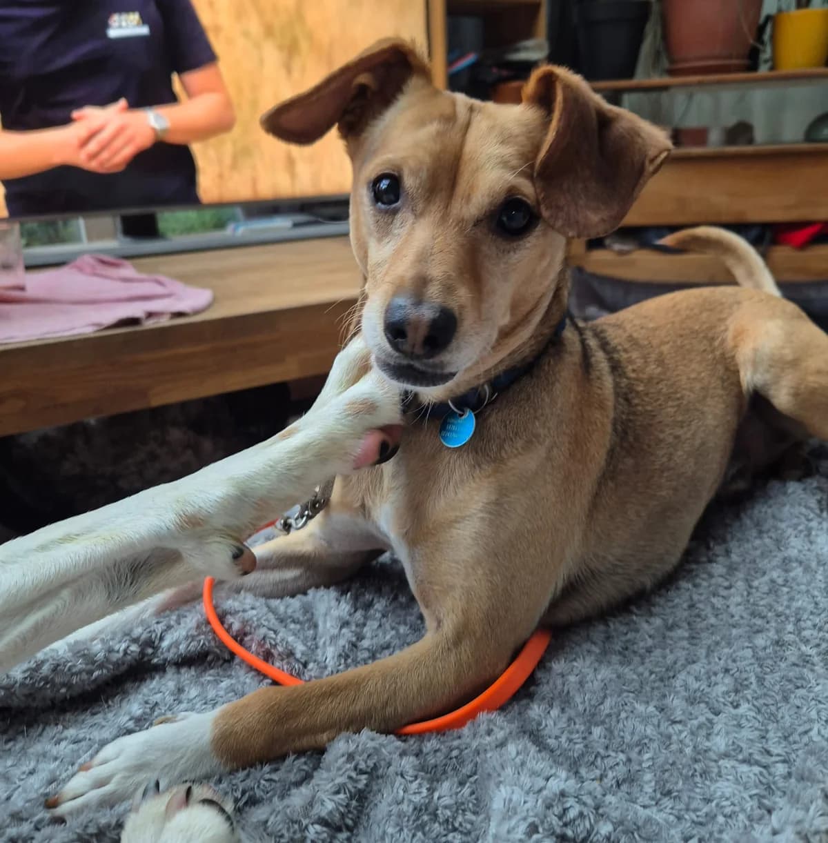 Vacak / Neo, male Mixed Breed for adoption at Tierschutzverein Porz — photo 4 of 5