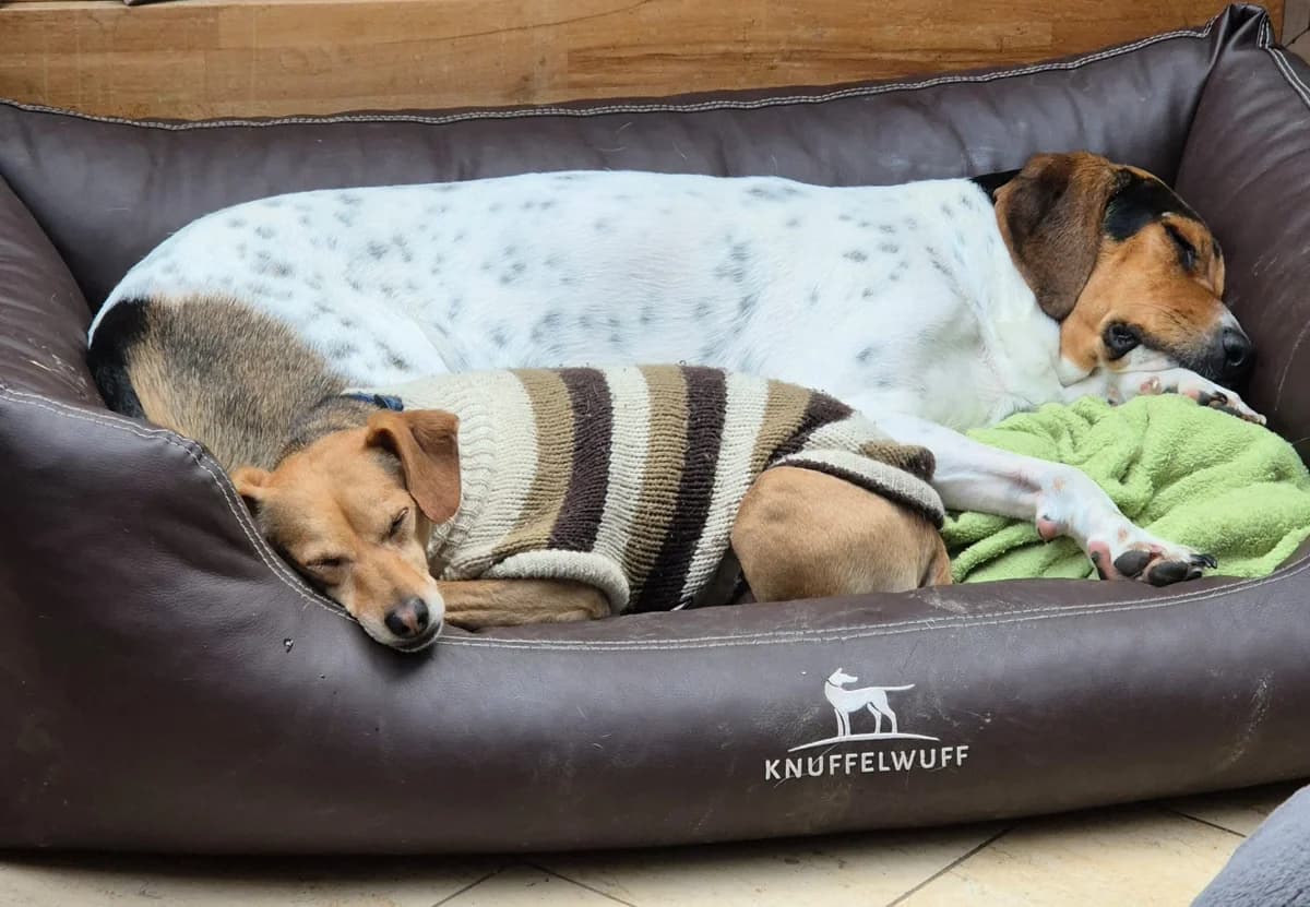 Vacak / Neo, male Mixed Breed for adoption at Tierschutzverein Porz — photo 5 of 5