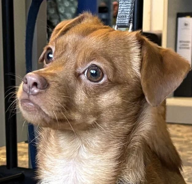 Spike, male mixed breed for adoption at Tierschutzverein Porz